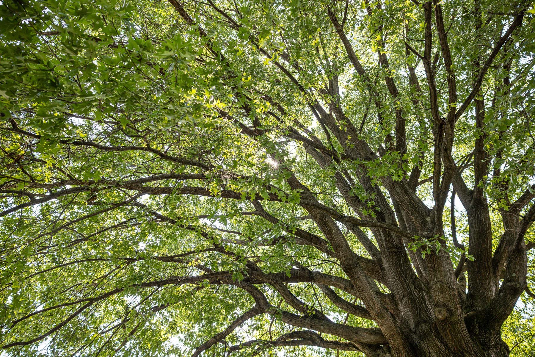 a tree with all of its foliage is difficult to see the branch structure