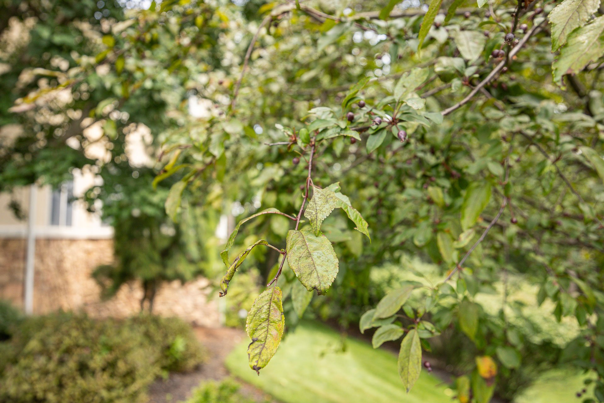diseased and unhealthy leaves