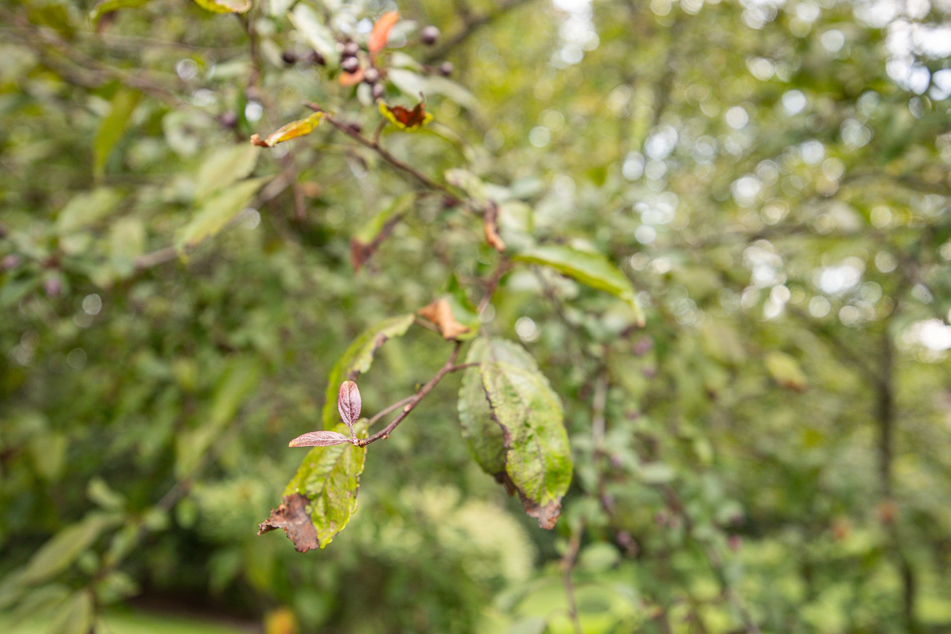 unhealthy leaves tend to be discolored or broken