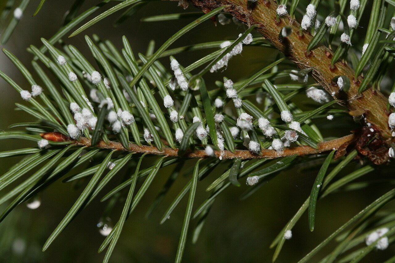 adelgids on conifer needles