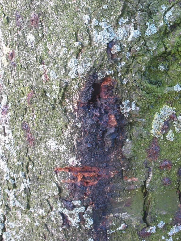 bleeding canker on a tree trunk