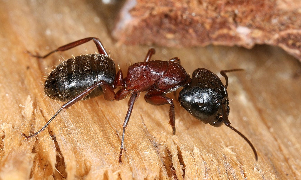 carpenter ants love rotting stumps
