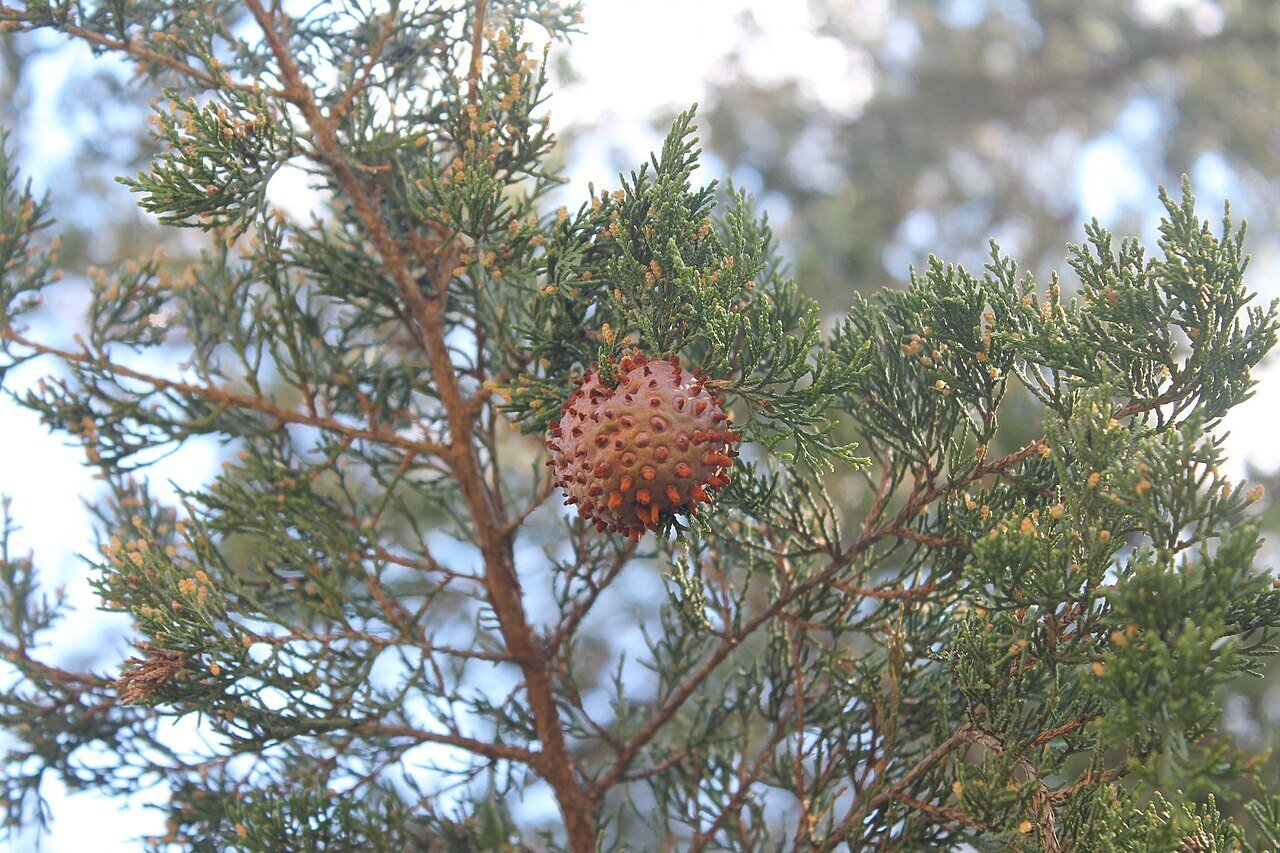Cedar Apple Rust in a juniper tree