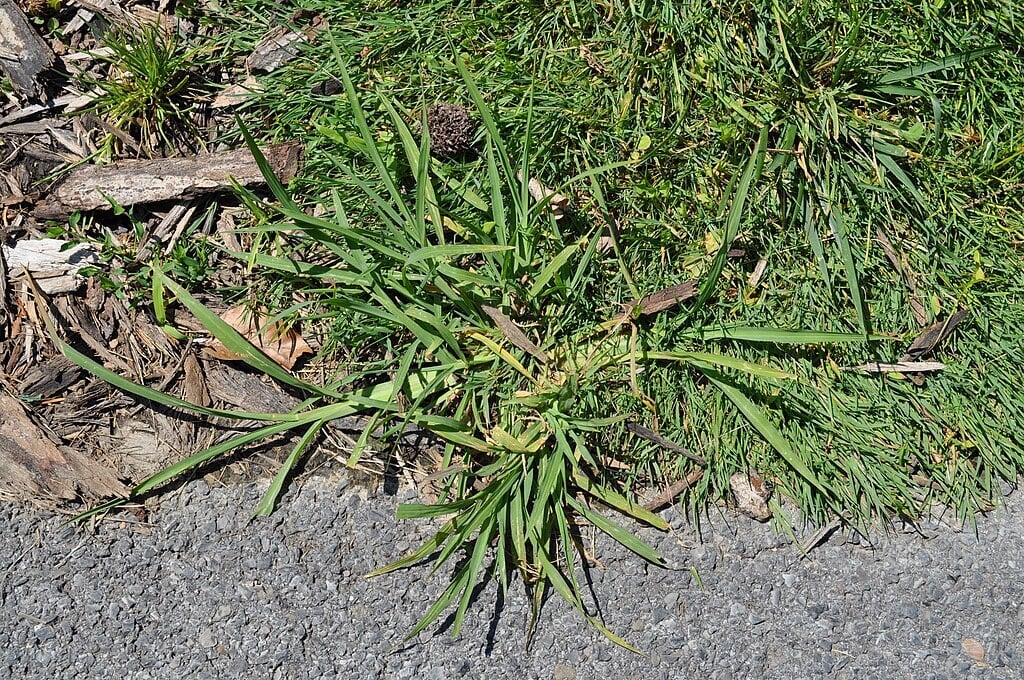 crabgrass growing along the edge of a driveway