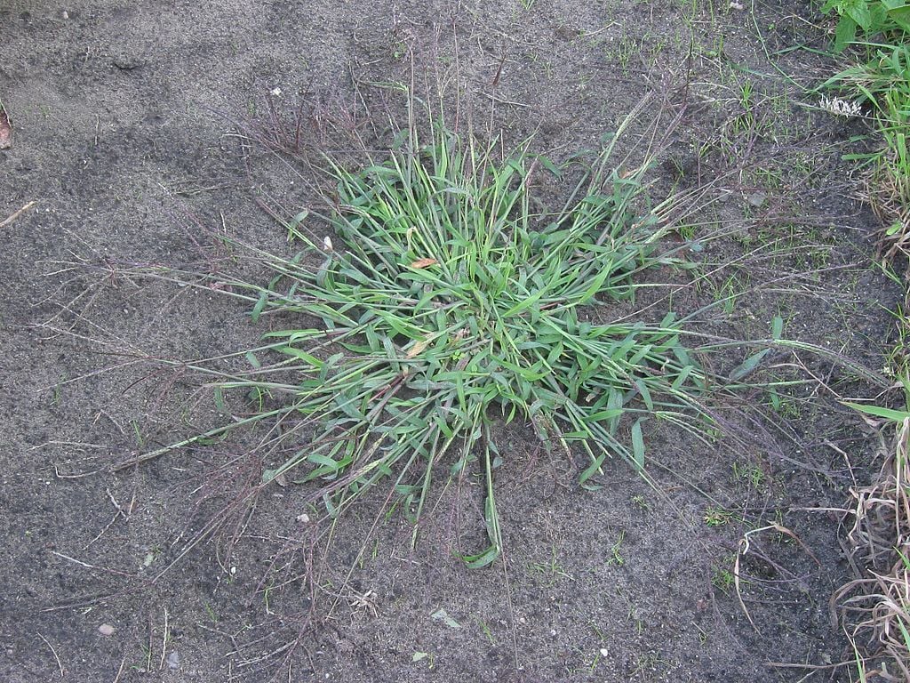 crabgrass spreading in a bare patch