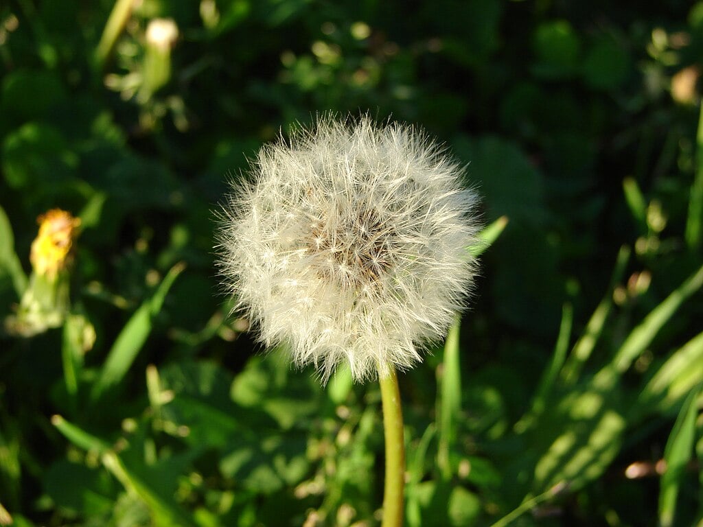 Dandelion Seed Head