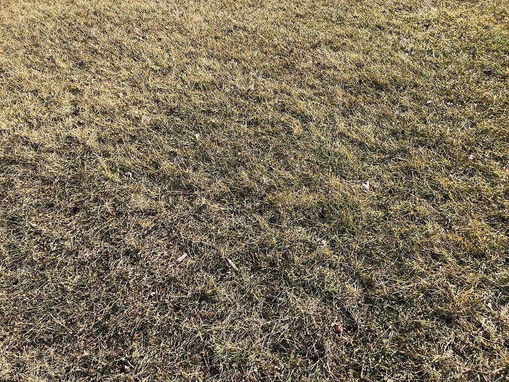 dormant grass turns brown, but is not dead