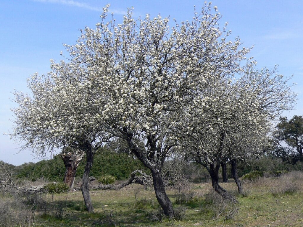 flowering pears often require support from tree cabling and bracing