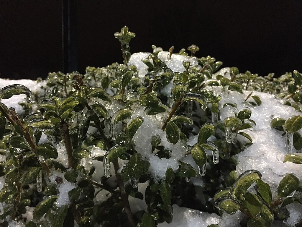 Frozen Evergreen Foliage