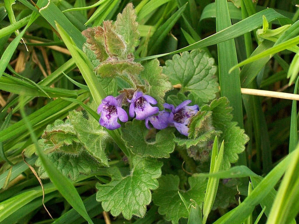 Ground Ivy or creeping charlie