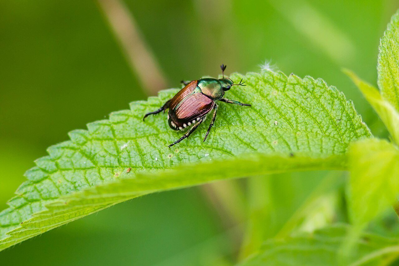 japanese beetle sitting on a leaf