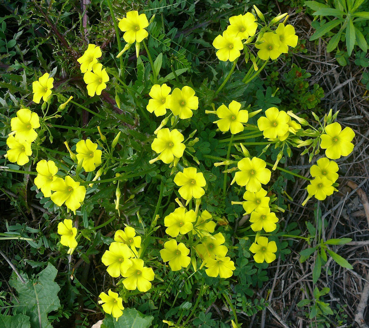 yellow oxalis