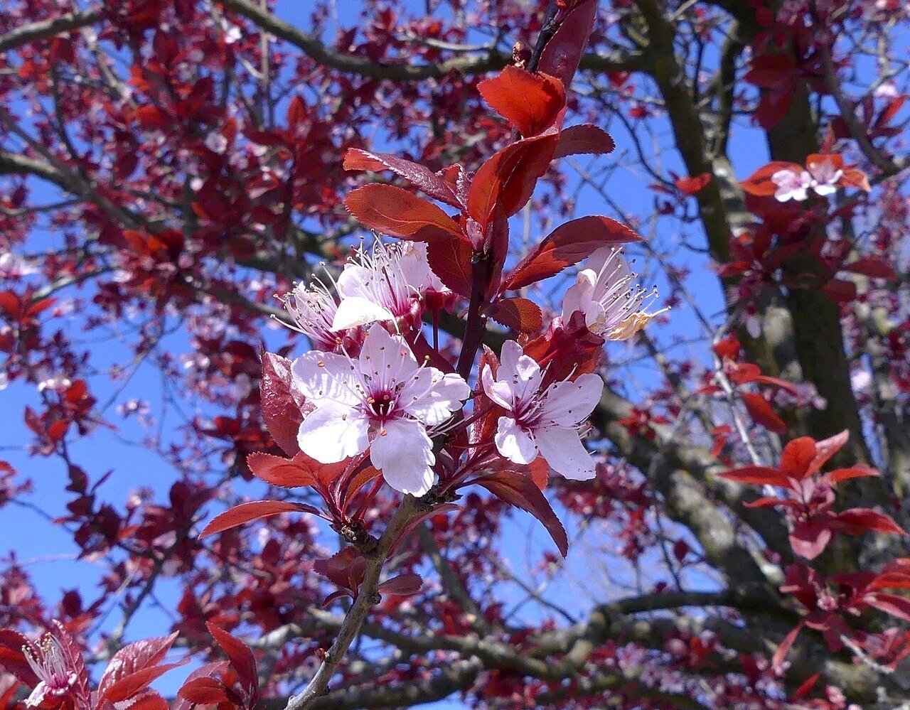 Purple Leaf Plum Tree