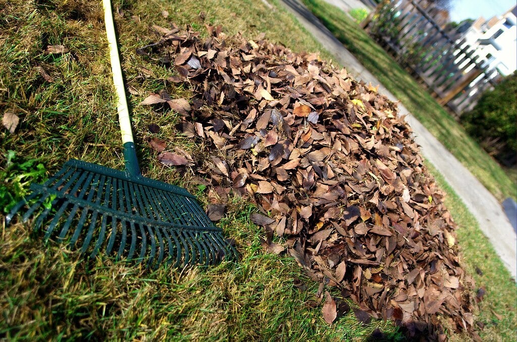 raking and removing dense or heavy leaves is best for lawn health