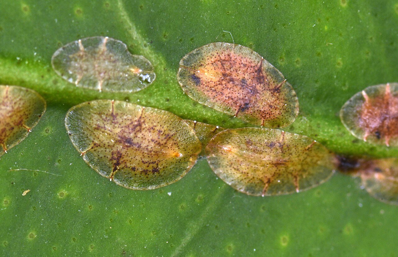 scale insects attached to leaves