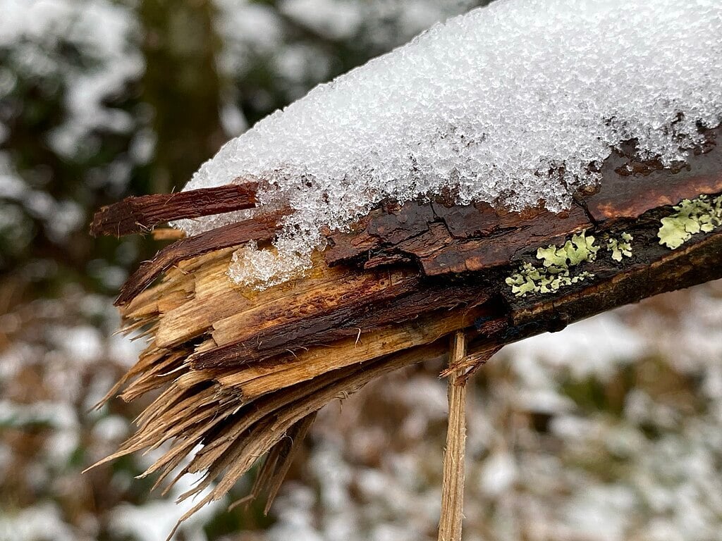 snow and ice weight can cause branches to break
