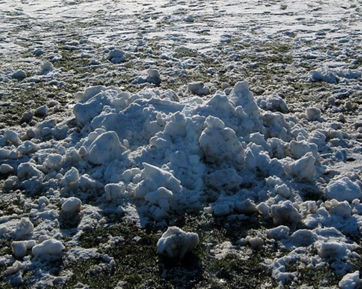 piles of snow can cause a number of issues for grass over the winter
