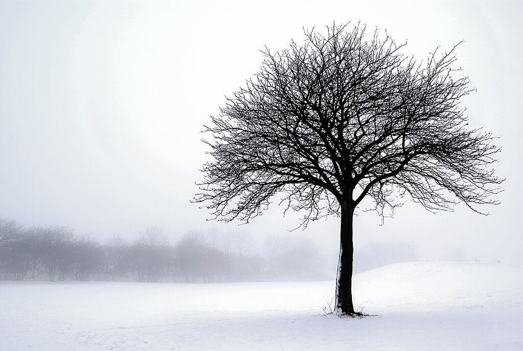 dormant tree in a snowy field