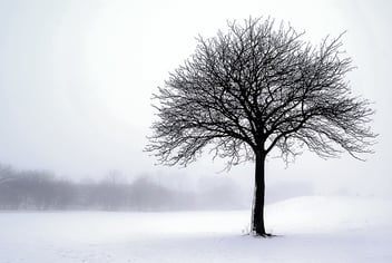 snowy dormant tree