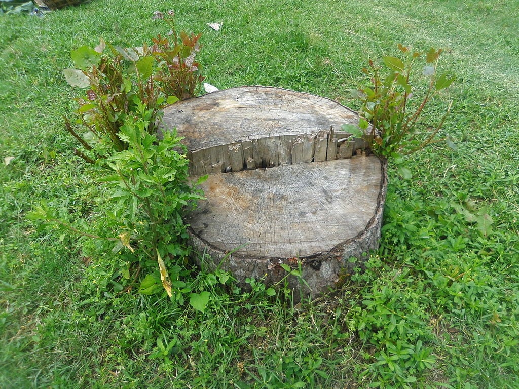 stumps can still put out new growth if left alone