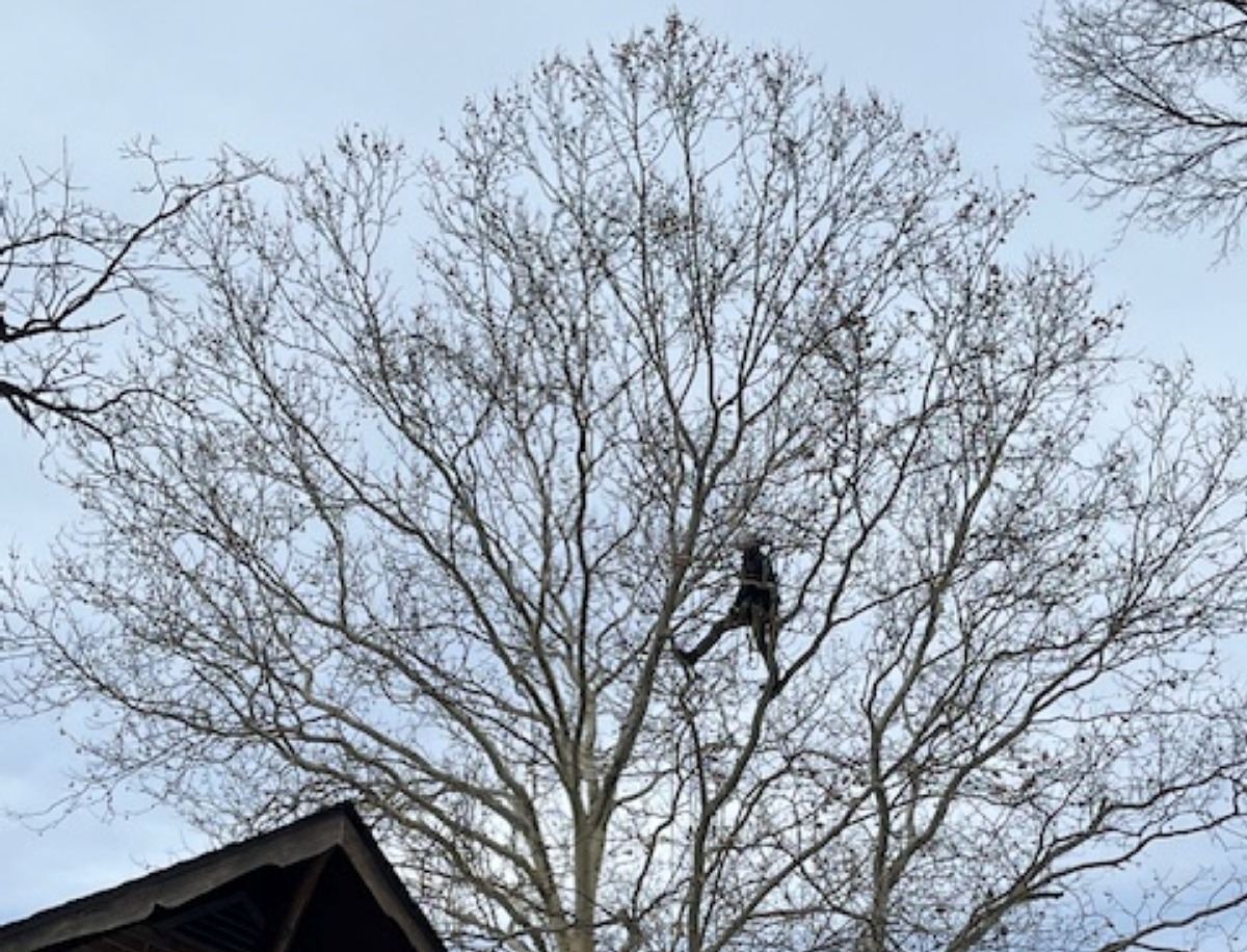 dormant pruning is easier as there are no leaves to obstruct the tree's structure