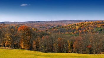 colors changing on leaves and trees
