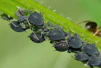 pests on plant stem