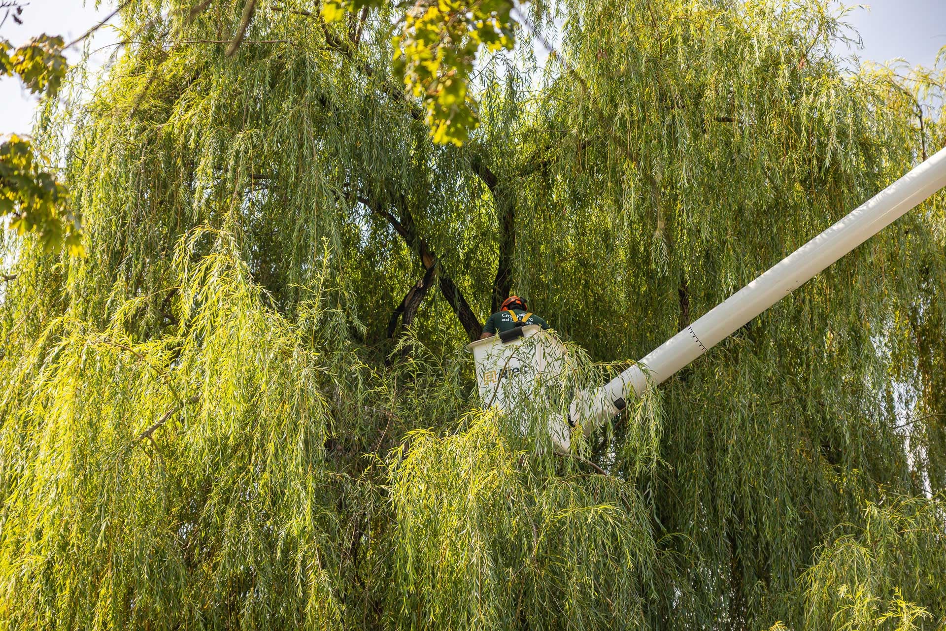 performing reduction pruning to help the tree survive storms