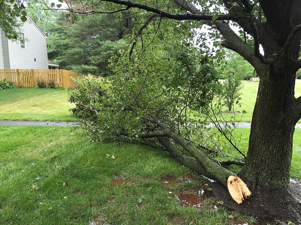 a tree with storm damage