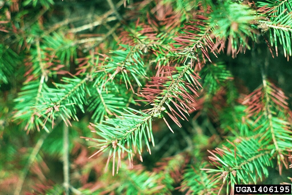 needle cast disease turning pine needles brown