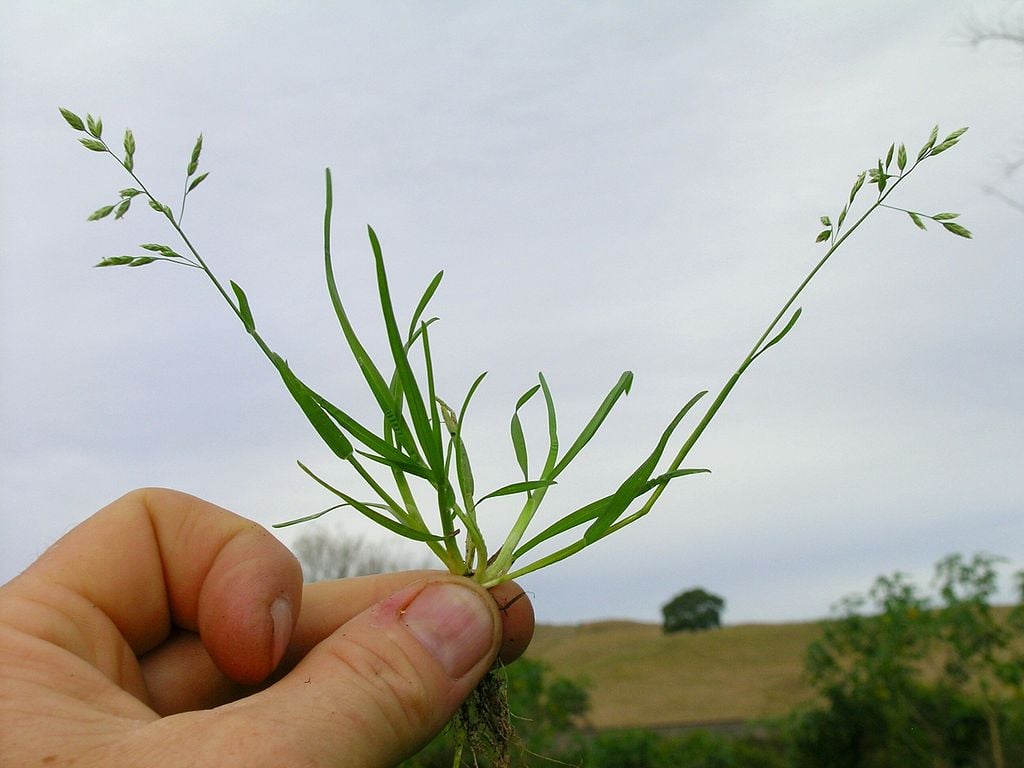 annual crabgrass or Poa Annua