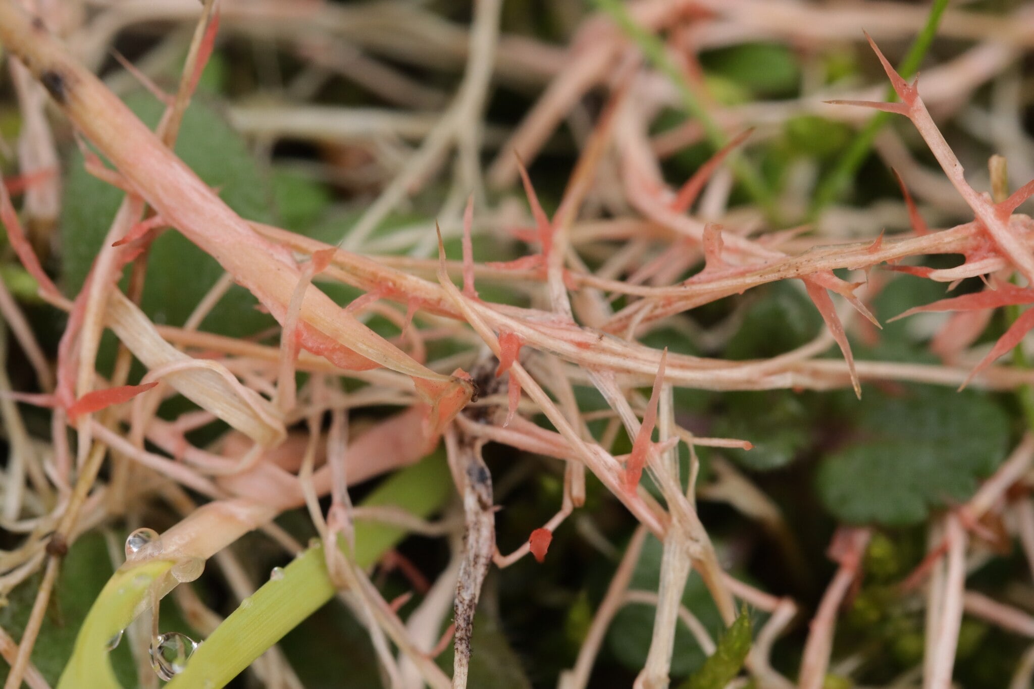 red thread lawn fungus
