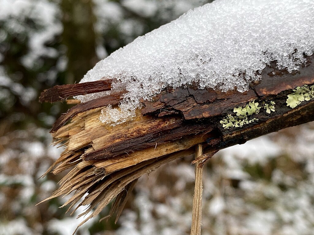 snow and ice weight can cause branches to break