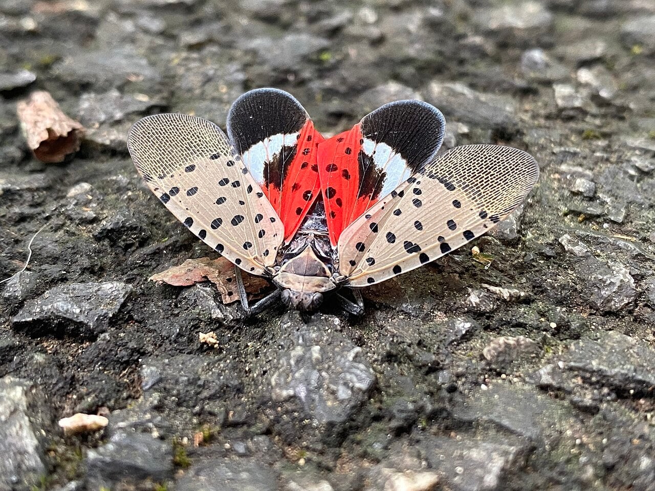 spotted lanternfly showing its colors