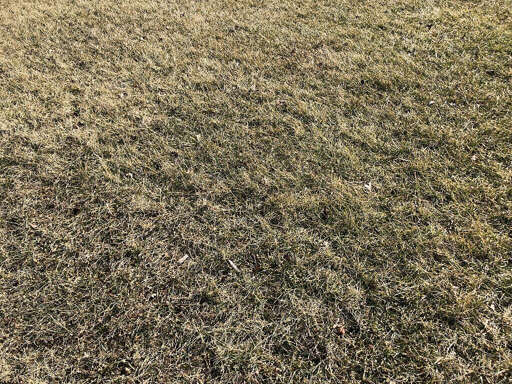 grass goes dormant in the winter in south central pa