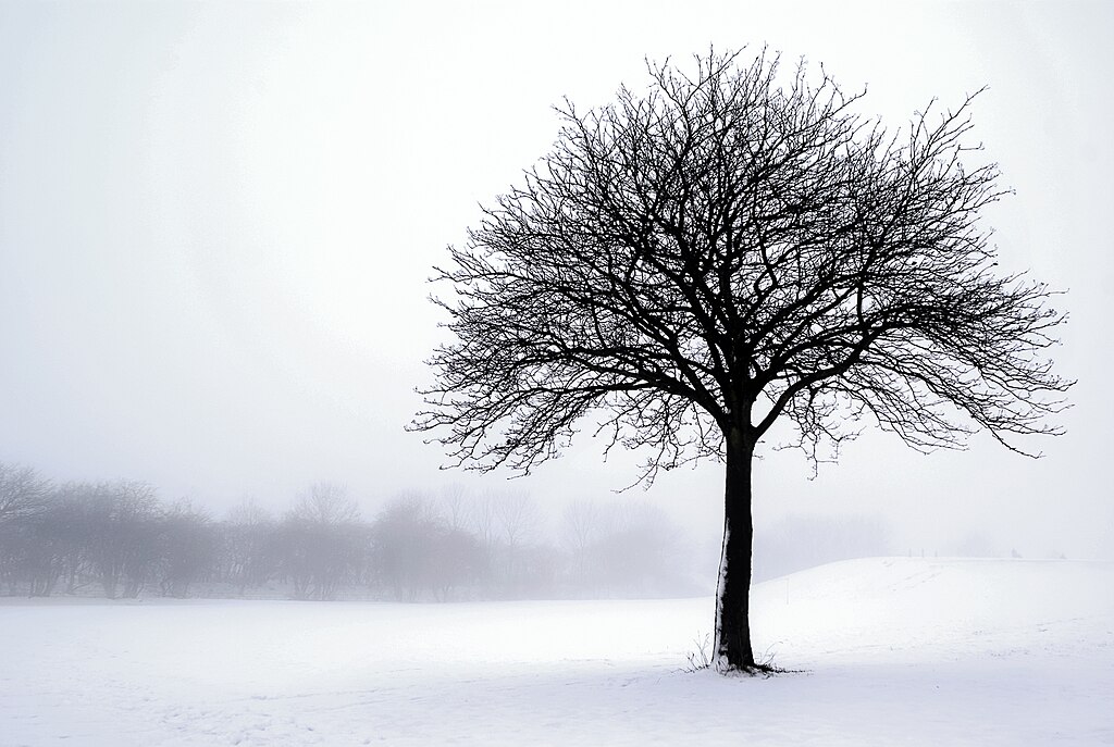 snowy dormant tree
