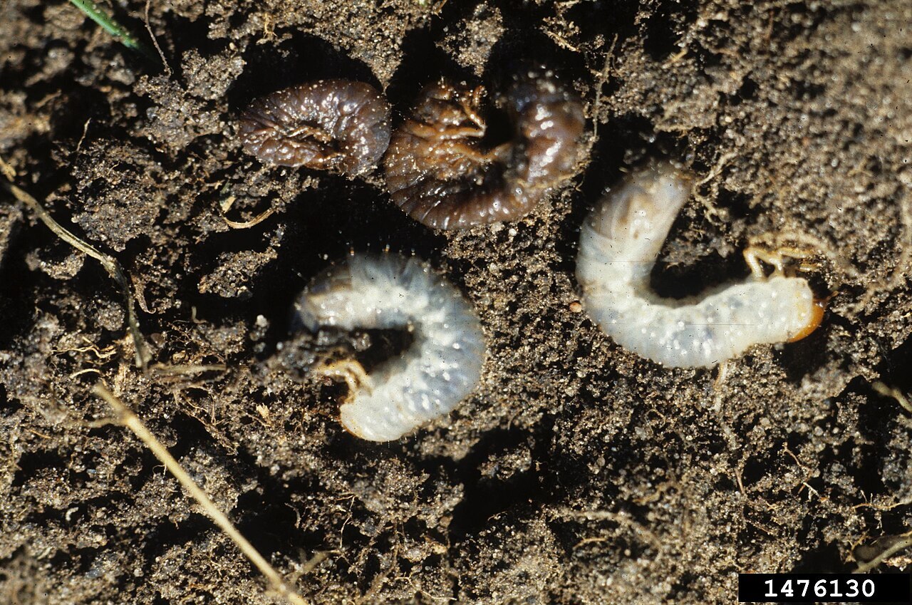 white grubs in soil